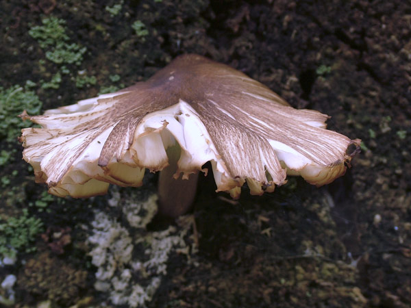 pluteus umbrosus